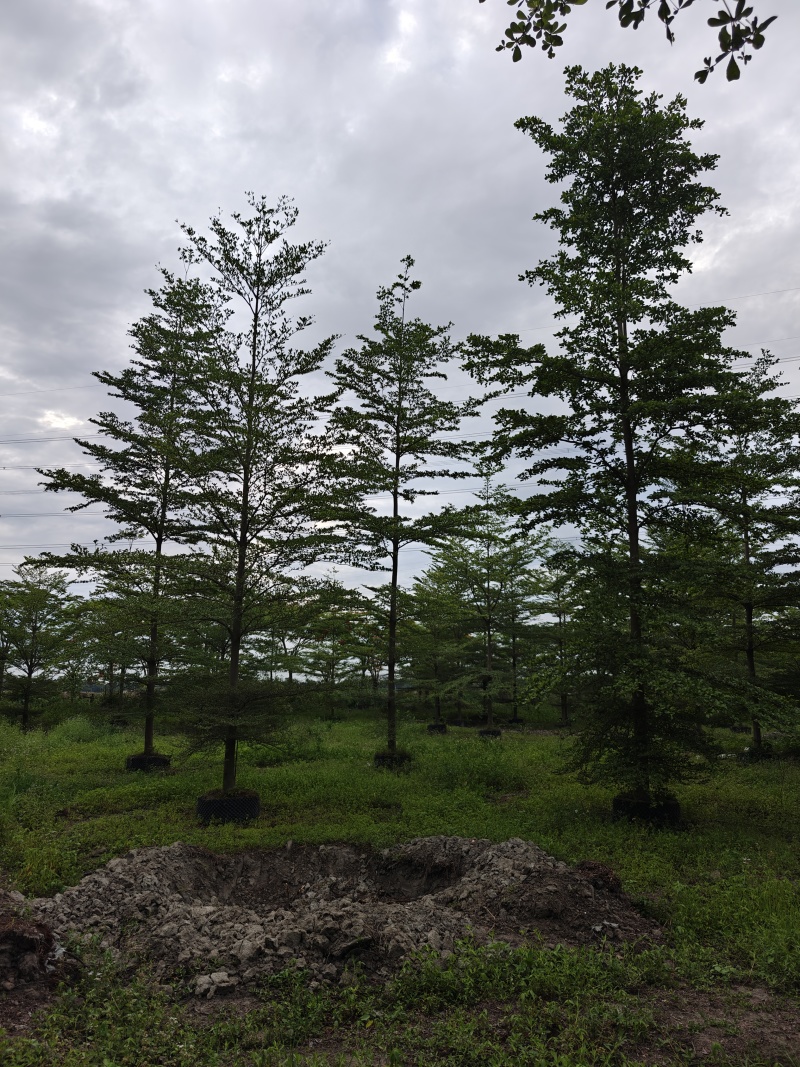 榄仁16公分，苗基地多种规格大量低价出售