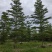 榄仁16公分，苗基地多种规格大量低价出售