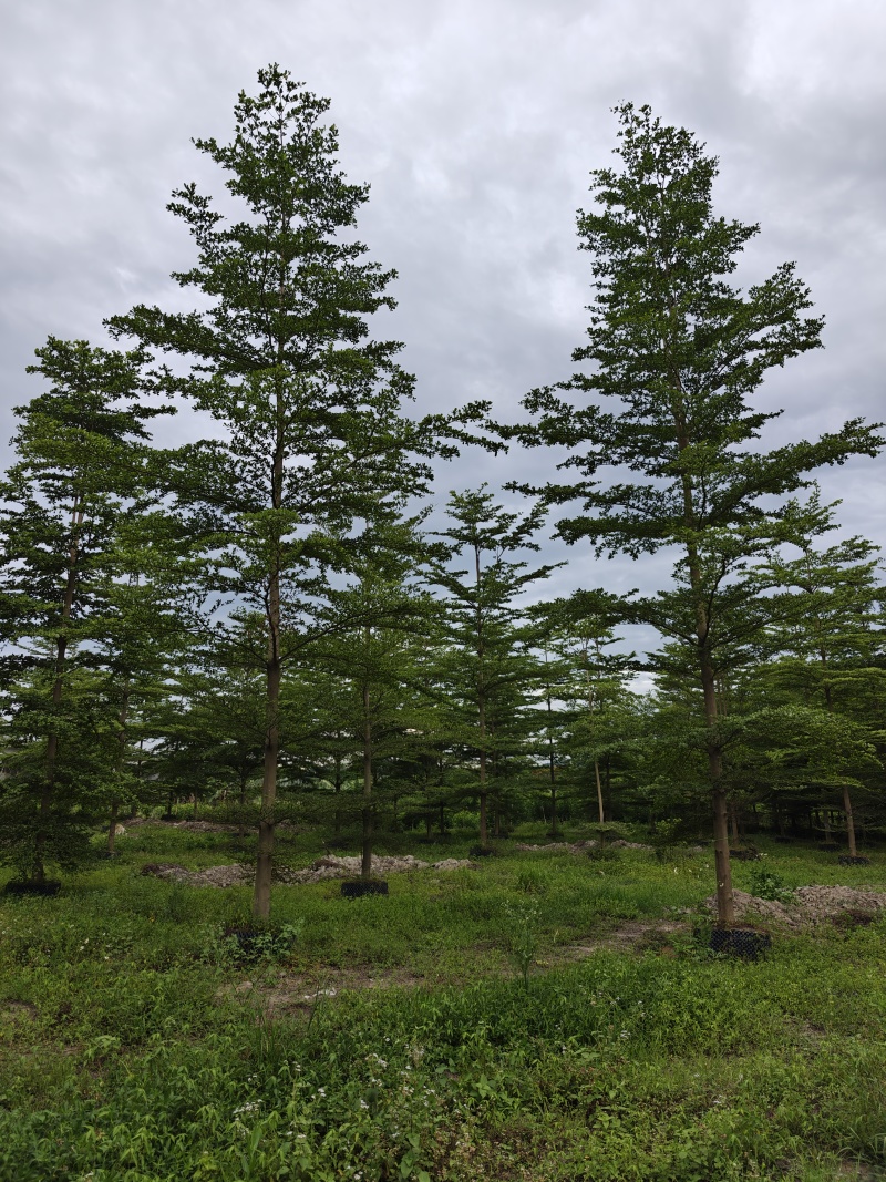 榄仁16公分，苗基地多种规格大量低价出售