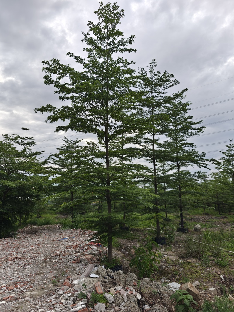 榄仁16公分，苗基地多种规格大量低价出售