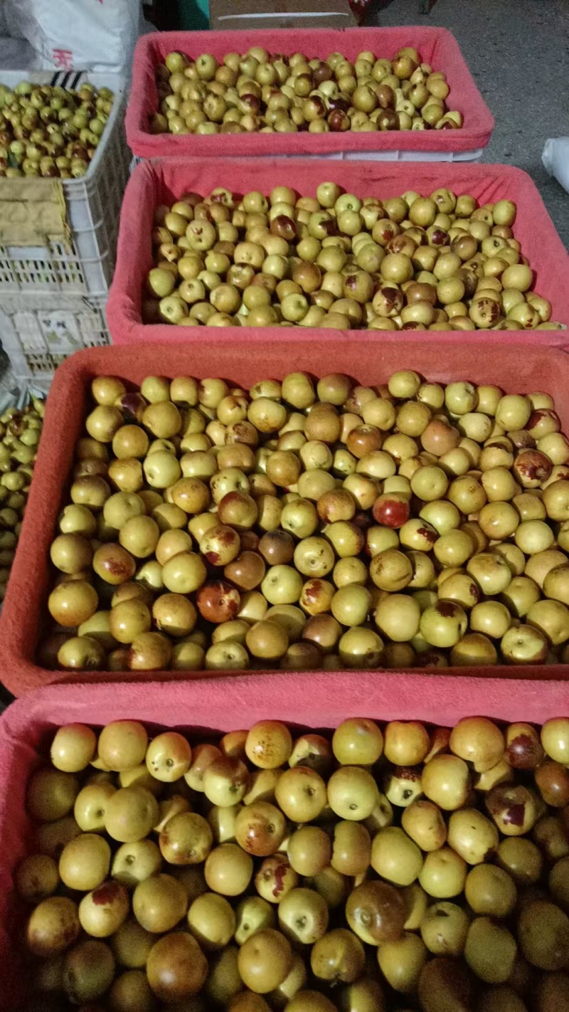 《沾化冬枣》露天冬枣/运城冬枣/质量三包/全国供应批发