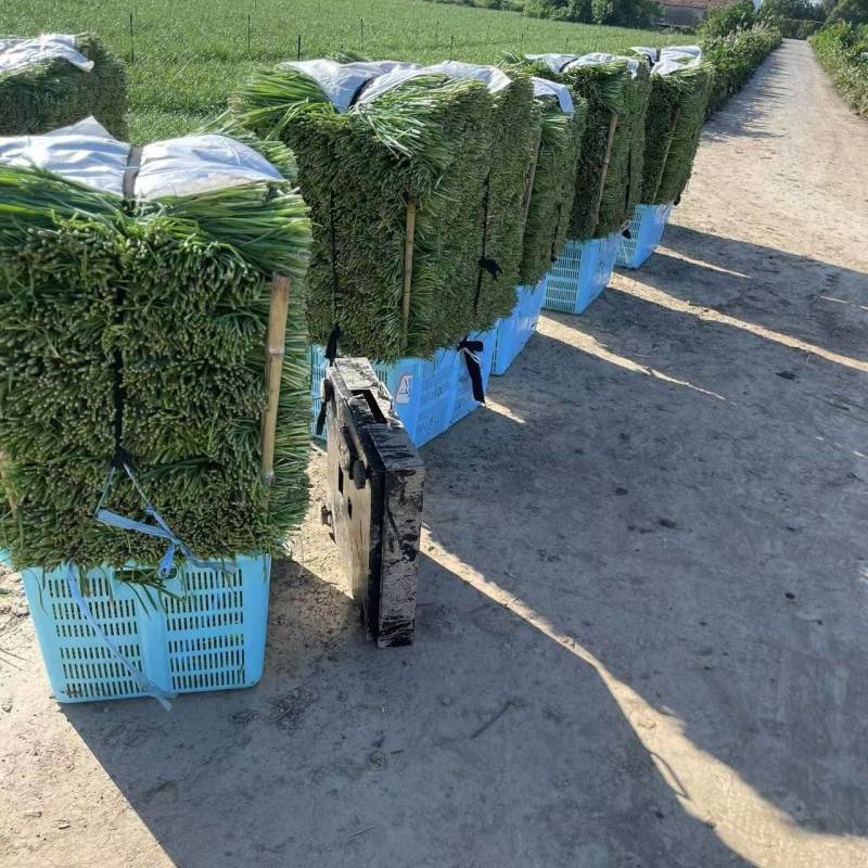 【推荐】大叶韭菜大量供应产地直发量大从优欢迎来电