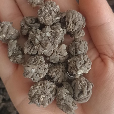 猫爪草，水洗猫爪草，中选货，纯干无硫，实物拍摄