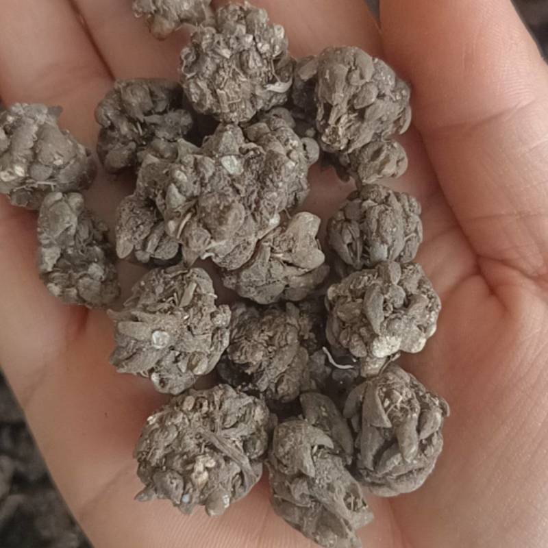 猫爪草，水洗猫爪草，中选货，纯干无硫，实物拍摄