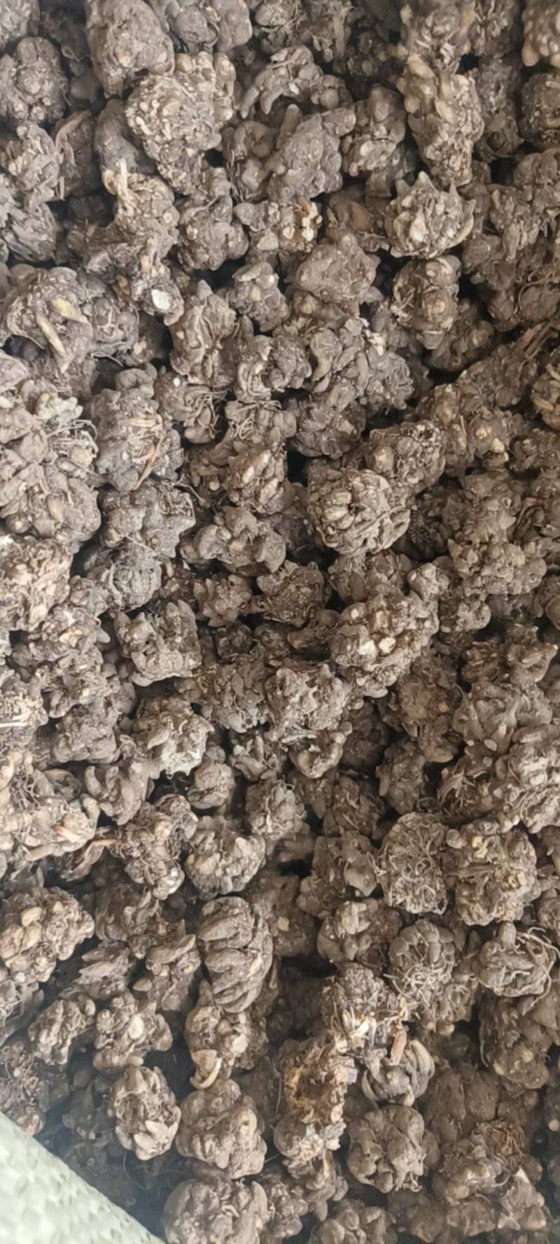 猫爪草，水洗猫爪草，中选货，纯干无硫，实物拍摄