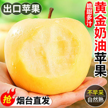 特级烟台黄金奶油苹果脆甜栖霞富士苹果应季新鲜苹果水果整箱批发