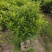 非洲茉莉1米高，苗基地多种规格大量低价出售