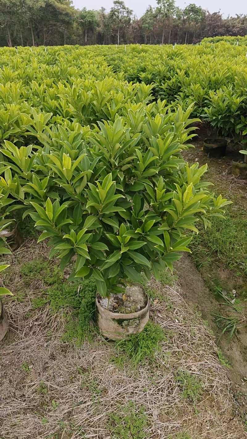 非洲茉莉1米高，苗基地多种规格大量低价出售