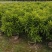 非洲茉莉1米高，苗基地多种规格大量低价出售