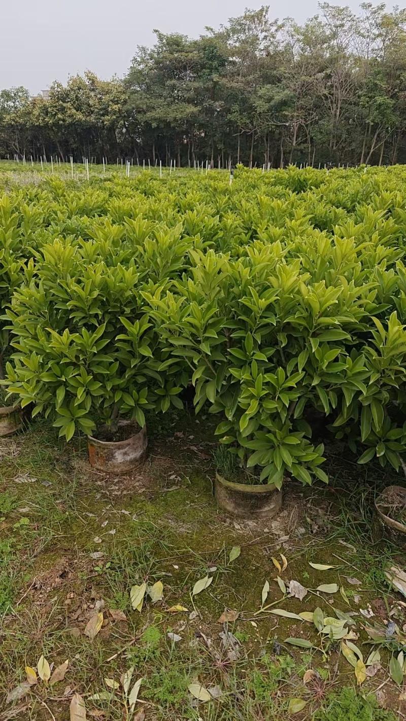 非洲茉莉1米高，苗基地多种规格大量低价出售
