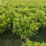 非洲茉莉1米高，苗基地多种规格大量低价出售