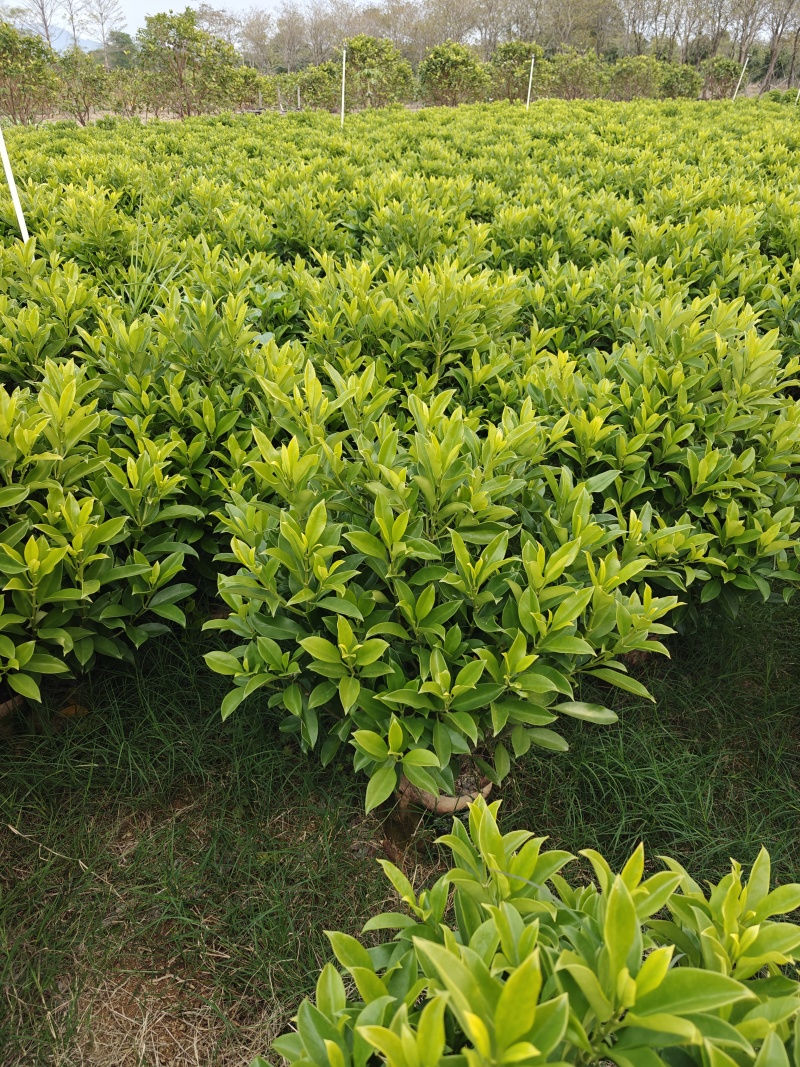 非洲茉莉1米高，苗基地多种规格大量低价出售