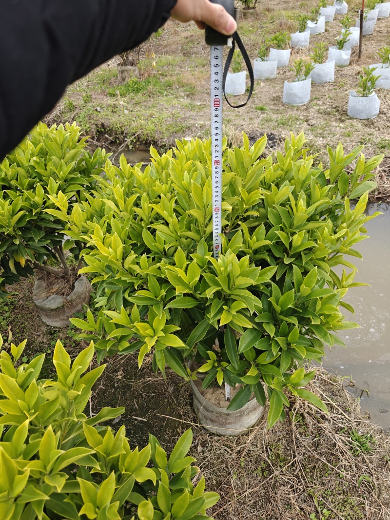 非洲茉莉1米高，苗基地多种规格大量低价出售