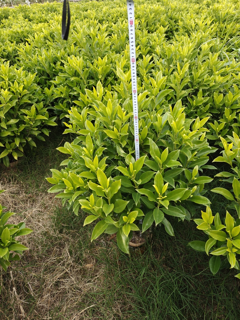 非洲茉莉1米高，苗基地多种规格大量低价出售