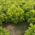 非洲茉莉1米高，苗基地多种规格大量低价出售