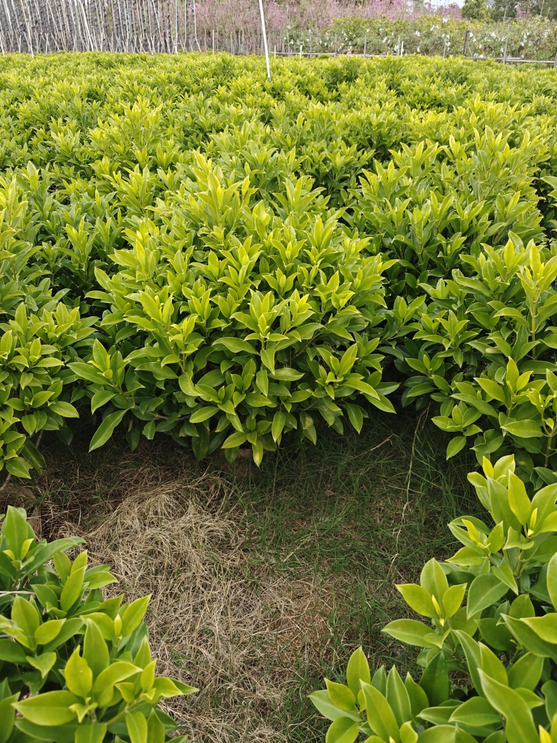 非洲茉莉1米高，苗基地多种规格大量低价出售