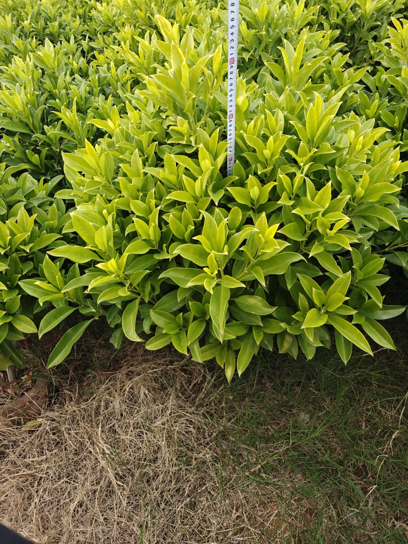 非洲茉莉1米高，苗基地多种规格大量低价出售