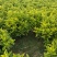 非洲茉莉1米高，苗基地多种规格大量低价出售
