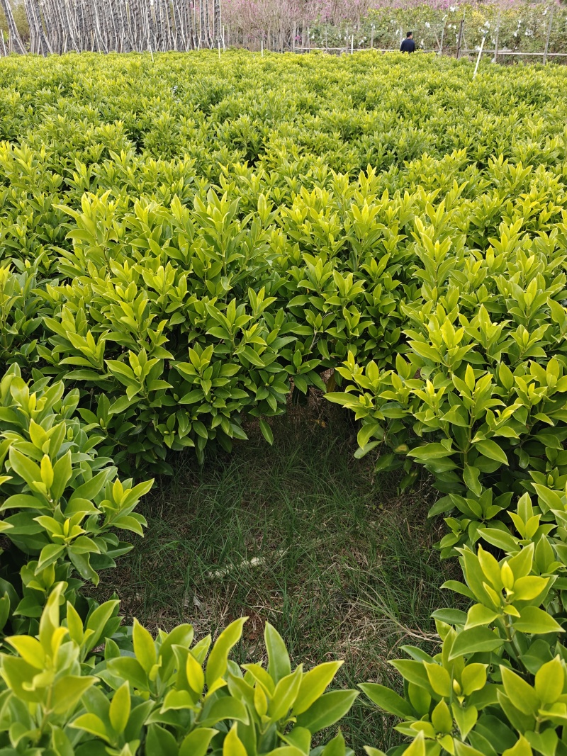 非洲茉莉1米高，苗基地多种规格大量低价出售