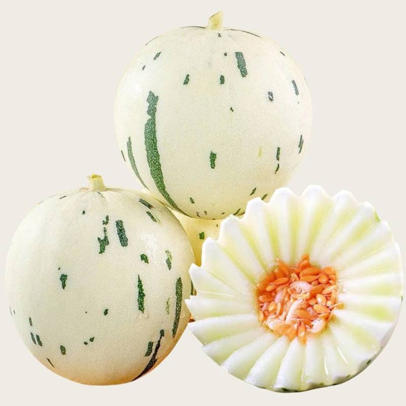 【精品】高糖度蜜露流星甜瓜梦露月露一件代发对接电商