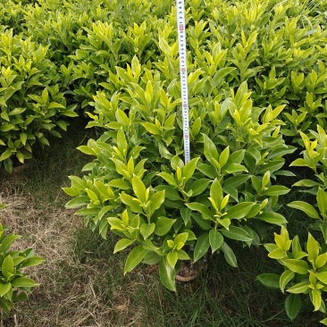 非洲茉莉1米高，苗基地多种规格大量低价出售