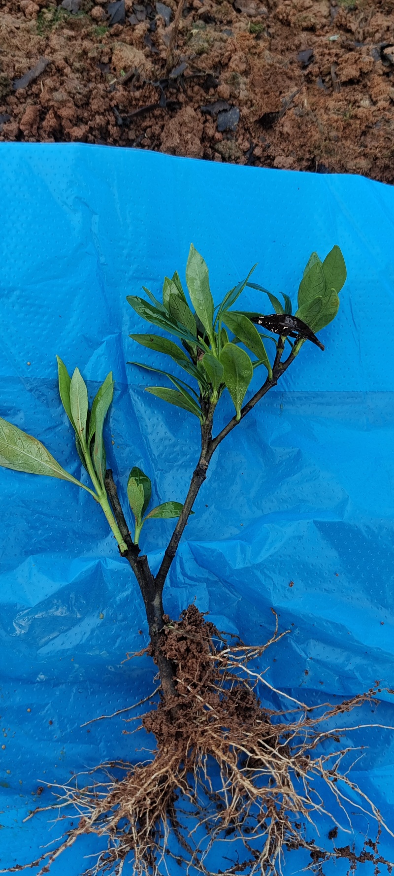 小叶栀子小苗