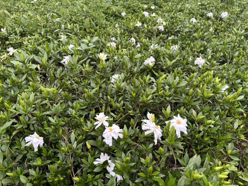 小叶栀子小苗