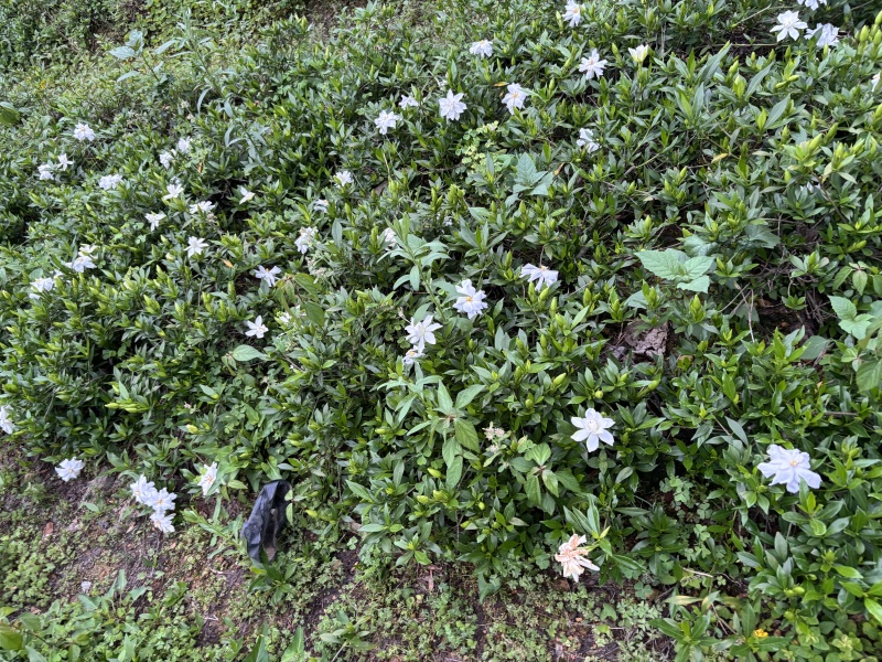 小叶栀子小苗