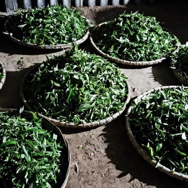 普洱古树茶