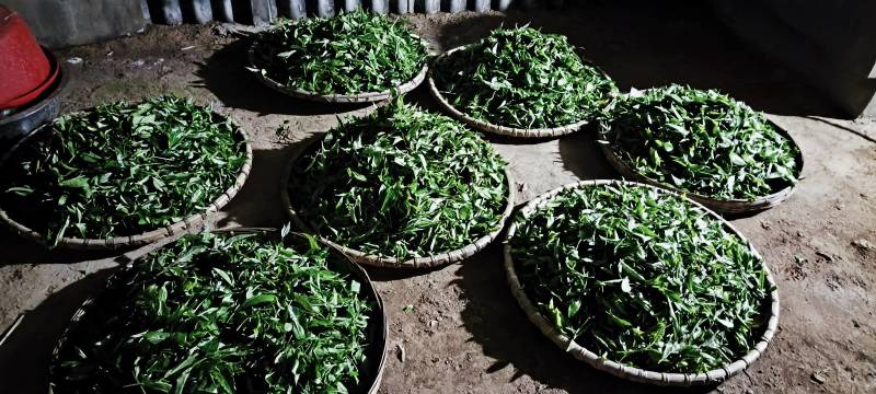 普洱古树茶