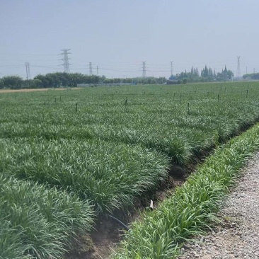【推荐】小叶韭菜大量接单产地直发量大从优欢迎来电