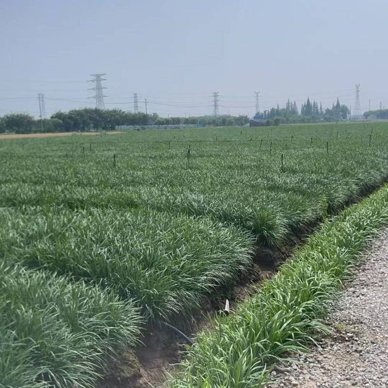 【推荐】小叶韭菜大量接单产地直发量大从优欢迎来电