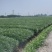 【推荐】小叶韭菜大量接单产地直发量大从优欢迎来电