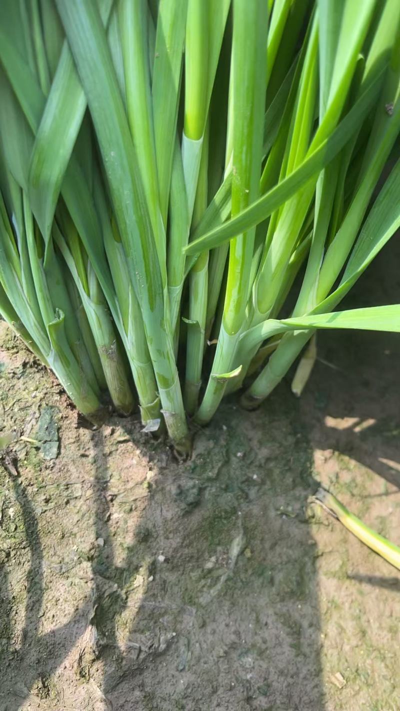 【推荐】小叶韭菜大量接单产地直发量大从优欢迎来电