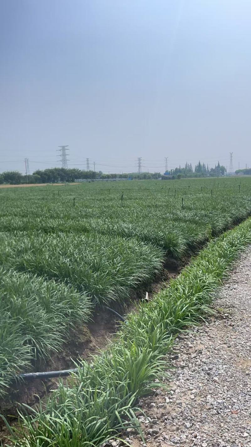 【推荐】小叶韭菜大量接单产地直发量大从优欢迎来电