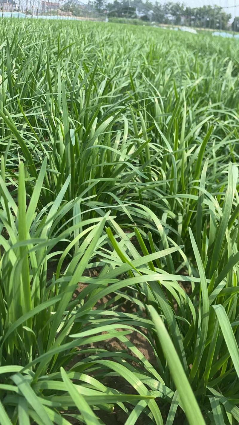【推荐】小叶韭菜大量接单产地直发量大从优欢迎来电