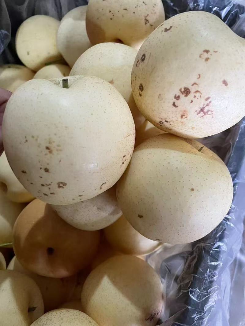 皇冠梨新鲜水果皮薄多汁皇冠梨3/5/10斤批发整箱梨