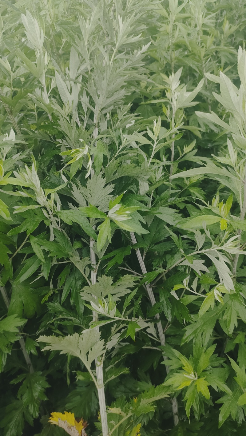 端午节必备艾草市场平台商超