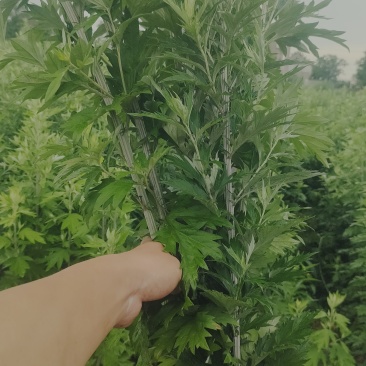 端午节必备艾草市场平台商超