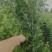 端午节必备艾草市场平台商超