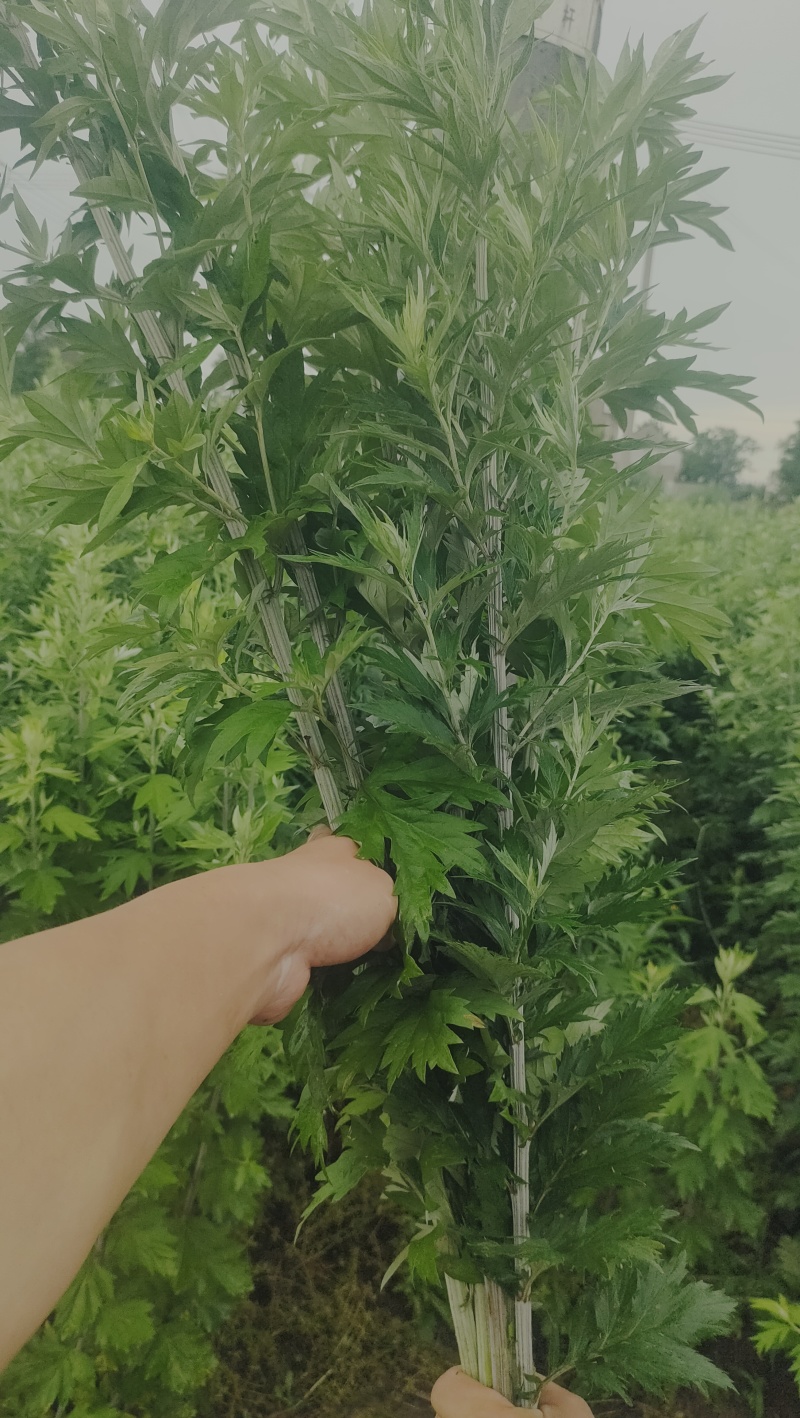 端午节必备艾草市场平台商超