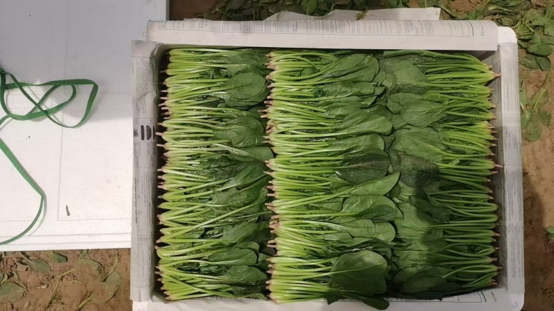 内蒙古乌兰察布丰镇市，兴合菠菜，大叶菠菜，小叶菠菜，大量有货