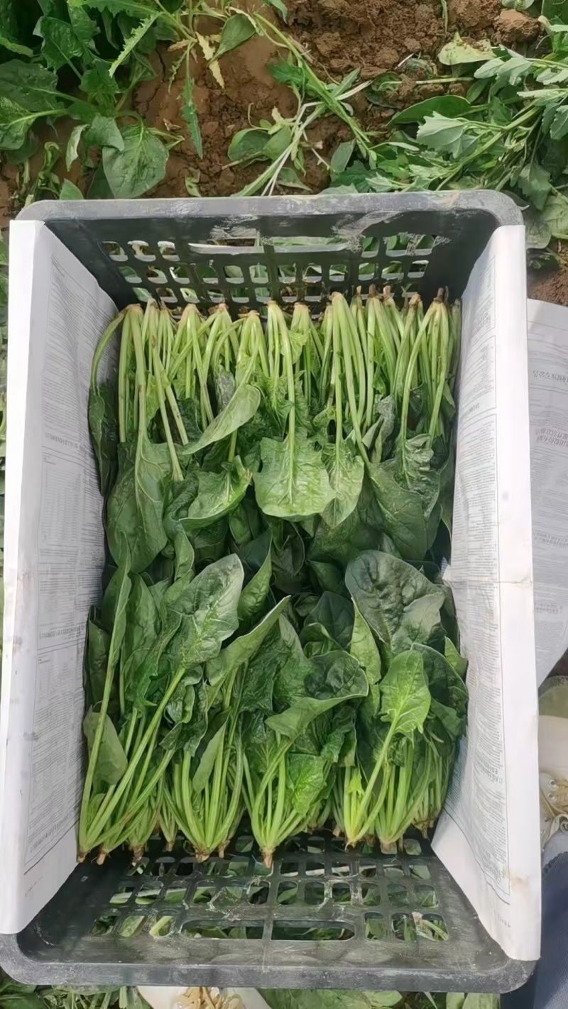 内蒙古乌兰察布丰镇市，兴合菠菜，大叶菠菜，小叶菠菜，大量有货