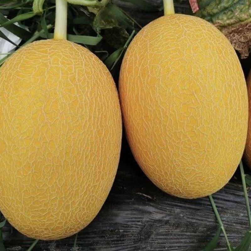 【优质甜瓜】凤金6号哈密瓜产地直发量大从优