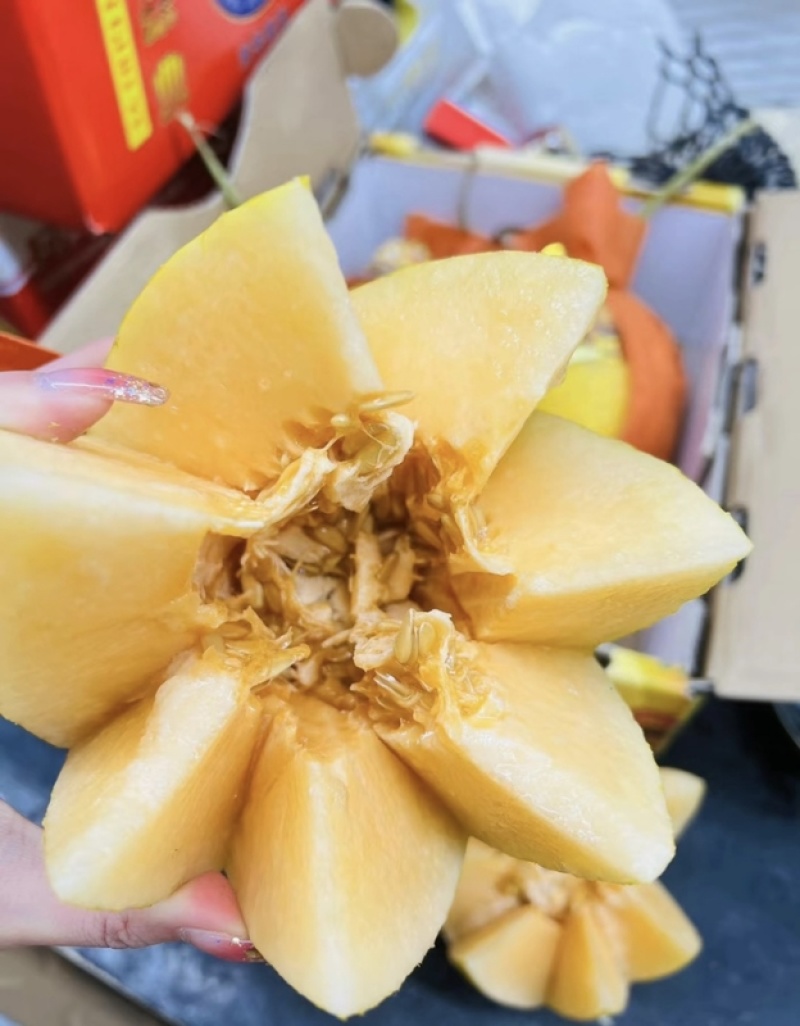 【优质甜瓜】凤金6号哈密瓜产地直发量大从优