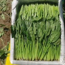 内蒙古乌兰察布丰镇市，兴合菠菜，大叶菠菜，小叶菠菜，大量有货