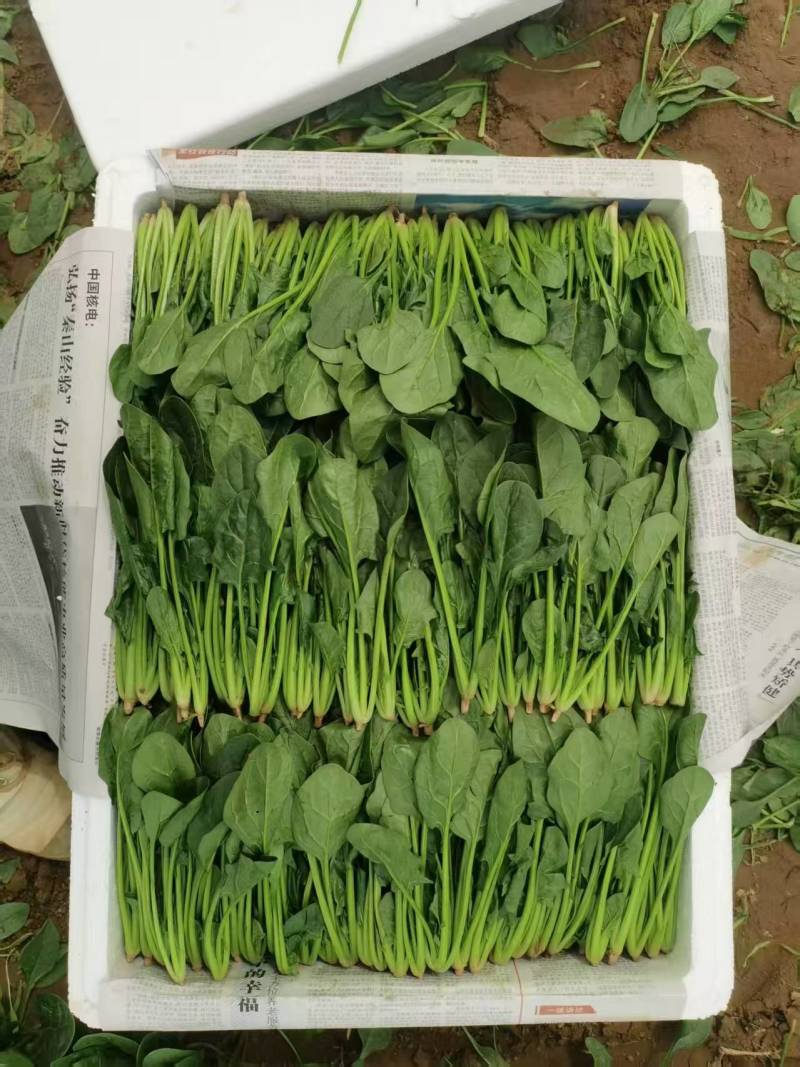 内蒙古乌兰察布丰镇市，兴合菠菜，大叶菠菜，小叶菠菜，大量有货