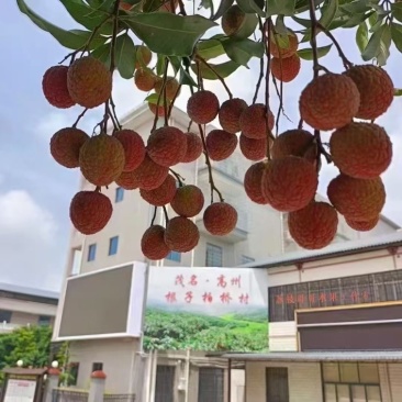 柏桥荔枝