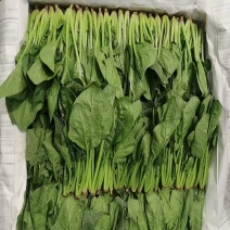 内蒙古乌兰察布丰镇市，兴合菠菜，大叶菠菜，小叶菠菜，大量有货