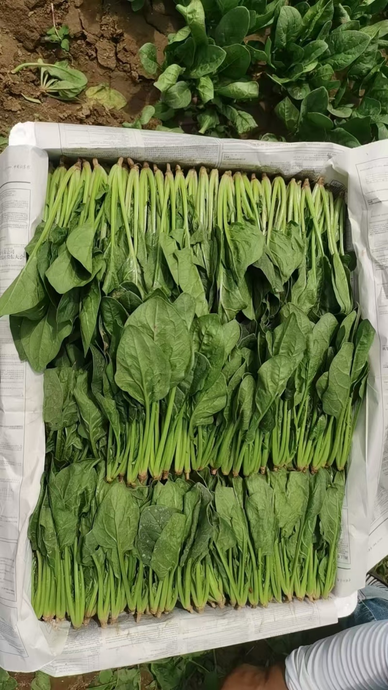 内蒙古乌兰察布丰镇市，兴合菠菜，大叶菠菜，小叶菠菜，大量有货